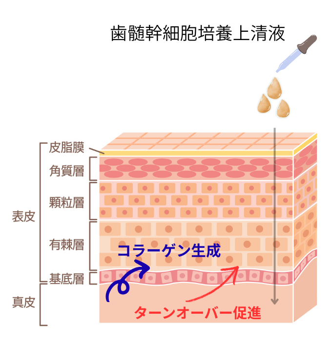 1755737798-044848_2 - THE LANA CLINIC 大阪梅田